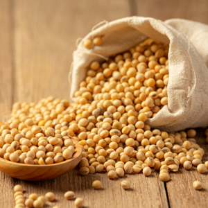 SOYBEAN